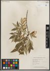 Foto von Salix serissima (L. H. Bailey) Fern.